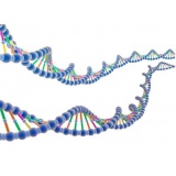 天根生化病毒基因组DNA/RNA提取试剂盒/50次(DP315)