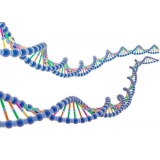 天根生化高效植物基因组DNA 提取试剂盒/50次（DP350）