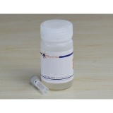 碧云天 Desmin Rabbit Polyclonal Antibody(50μl)