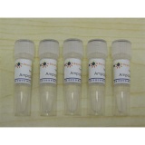 碧云天 Ampicillin (100mg/ml,1000X)(氨苄青霉素钠)(ST008)