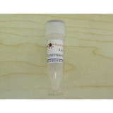 碧云天 Proteinase K (20mg/ml)(蛋白酶K)(ST532)