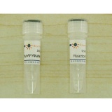 碧云天 BeyoAP Alkaline Phosphatase(BeyoAP碱性磷酸酶)(D7027)