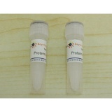 碧云天 Protein G Agarose (Fast Flow, 进口分装)(P2009)