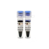 碧云天SDS-PAGE蛋白上样缓冲液(5X)(2ml)