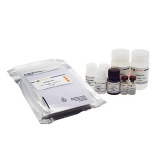 碧云天 Human Adiponectin ELISA Kit(人Adiponectin ELISA试剂盒)(PA008)