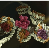 CST- IκBα (L35A5) Mouse mAb (Amino-terminal Antigen)/100ul