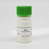 BioFroxx 1113GR001 氧化型辅酶I [NAD]