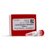 Thermo Lipofectamine™ RNAiMAX （1.5ml）