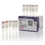 Thermo Scientific™ K1622 RevertAid First Strand cDNA Synthesis Kit