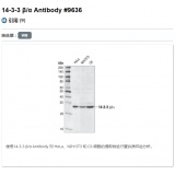 CST 14-3-3 β/α Antibody一抗/100ul