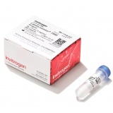 Thermo Lipofectamine™ RNAiMAX （0.75ml）