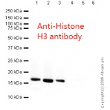 ABCAM Anti-Histone H3抗体-核Marker and ChIP Grade/100ug