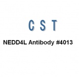 CST NEDD4L Antibody #4013s/100ul