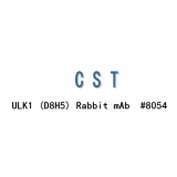 CST ULK1 (D8H5) Rabbit mAb #8054T/20ul