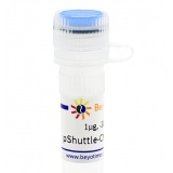 碧云天 pShuttle-CMV-C-EGFP(腺病毒质粒，绿色荧光)(D8117-1μg)