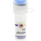 碧云天 pShuttle-CMV-C-Myc(腺病毒质粒)(D8125-1μg)