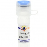 碧云天 pShuttle-CMV-N-EGFP(腺病毒质粒, 绿色荧光)(D8129-100μg)