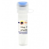 碧云天 pFastBac1-C-EGFP (昆虫杆状病毒表达质粒)(D2804-100μg)