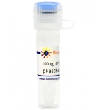 碧云天 pFastBac1-C-EGFP (昆虫杆状病毒表达质粒)(D2804-100μg)