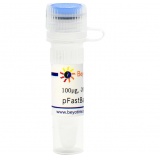 碧云天 pFastBac1-N-EGFP (昆虫杆状病毒表达质粒)(D2805-100μg)