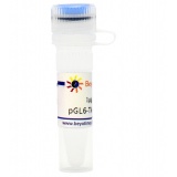 碧云天 pGL6-TA-CP(超灵敏快速降解型报告基因质粒)(D2094-1μg)