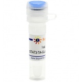 碧云天 pSTAT3-TA-GLuc-Dura (报告基因质粒)(D2261-1μg)