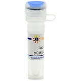 碧云天 pCMV-C-Myc-Pur(pCMV-C-Myc-Pur质粒)(D2794-1μg)