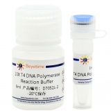 碧云天 T4 DNA Polymerase(T4 DNA聚合酶)(D7052L)