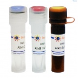 碧云天 AlkB (RNA/DNA去甲基化酶, Nuclease-free)(R0639S)