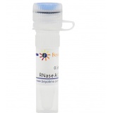 碧云天 RNase A (100mg/ml, DNase free)(核糖核酸酶A)(ST577)