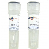 碧云天 T3 RNA Polymerase(T3 RNA聚合酶)(D7066)