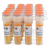 碧云天 Easy-Load PCR Master Mix (Orange, 2X)(PCR预混液)(D7259-20ml)