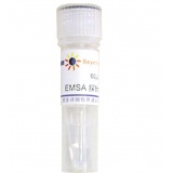 碧云天 EMSA探针－C/EBP (1.75μM)60μl