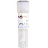 碧云天 EMSA探针－β-Catenin/TCF (1.75μM)60μl