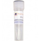 碧云天 生物素标记EMSA探针－CREB (0.2μM)(GS021B)