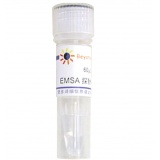 碧云天 EMSA探针－p53 (1.75μM)60μl