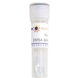 碧云天 EMSA探针－STAT5 (1.75μM)60μl