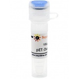 碧云天 pET-Dual-N-GST(pET-Dual-N-GST质粒)(D2931-100μg)