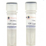 碧云天 T4 DNA Ligase(T4 DNA连接酶)(D7008)