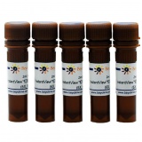 碧云天 InstantView红色荧光DNA上样缓冲液(6X, BeyoRed)(D0081-10ml)