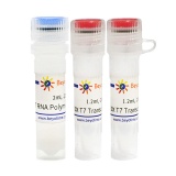 碧云天 T7 RNA Polymerase（T7 RNA聚合酶）(R7012XL)