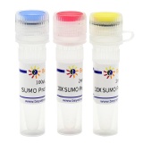 碧云天 SUMO Protease(SUMO化修饰)(P2312M)