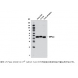 CST CNPase (D83E10) XP® Rabbit mAb #5664 20ul