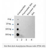 景杰生物 Anti-Acetyllysine Mouse mAb 100ul