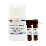 碧云天 Annexin V-FITC细胞凋亡检测试剂盒(C1062M)