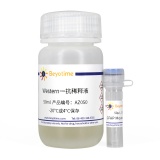 碧云天 GFAP Mouse mAb(GFAP小鼠单抗)(AF0156)