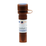 碧云天 Propidium Iodide/碘化丙啶(ST511)