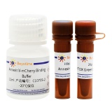 碧云天 Annexin V-mCherry/SYTOX Green细胞凋亡检测试剂盒(C1070S)