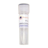 碧云天 生物素标记EMSA探针－CREB (0.2μM)(GS021B)