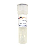 碧云天 生物素标记EMSA探针－STAT3 (0.2μM)(GS083B)